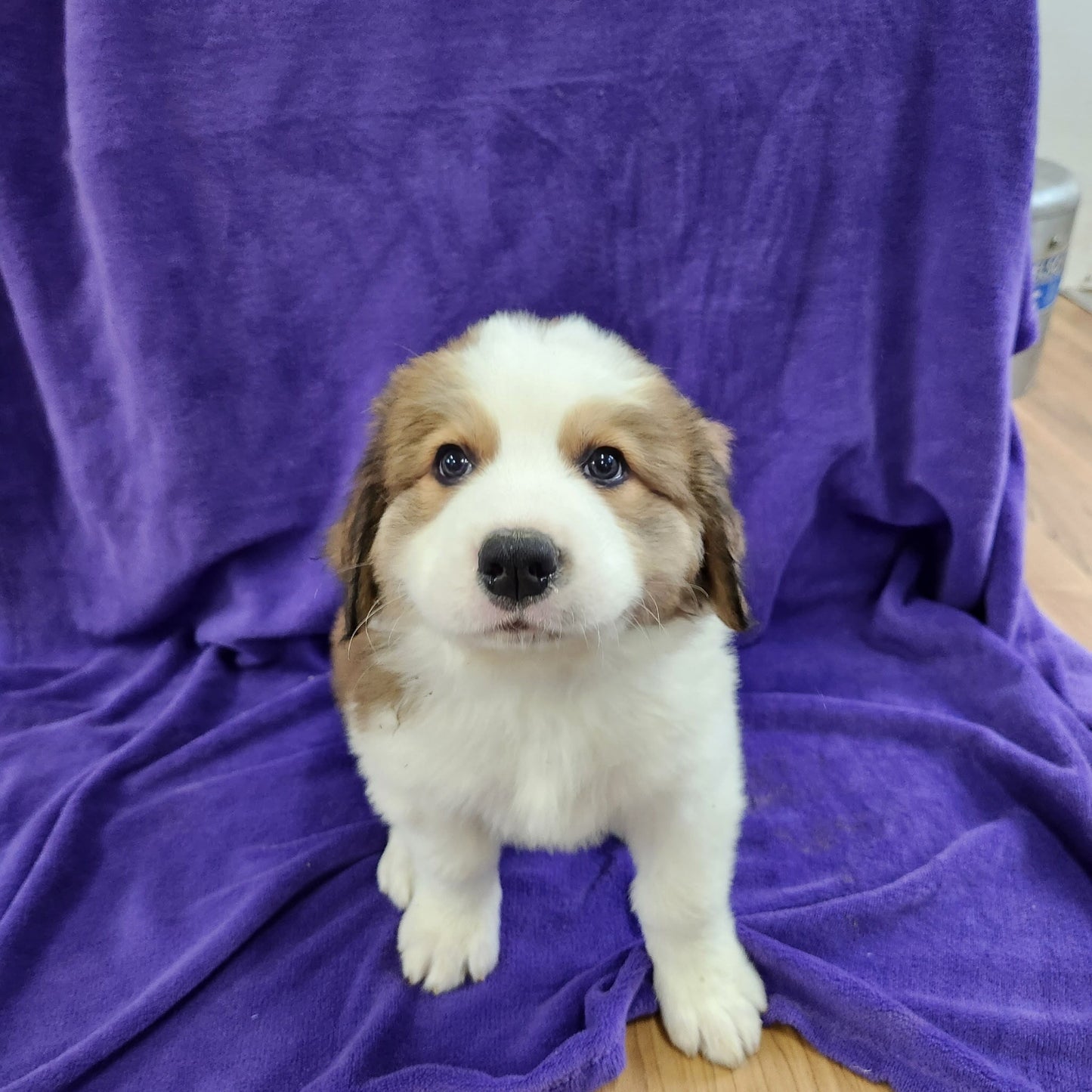 Great Bernese female Anne