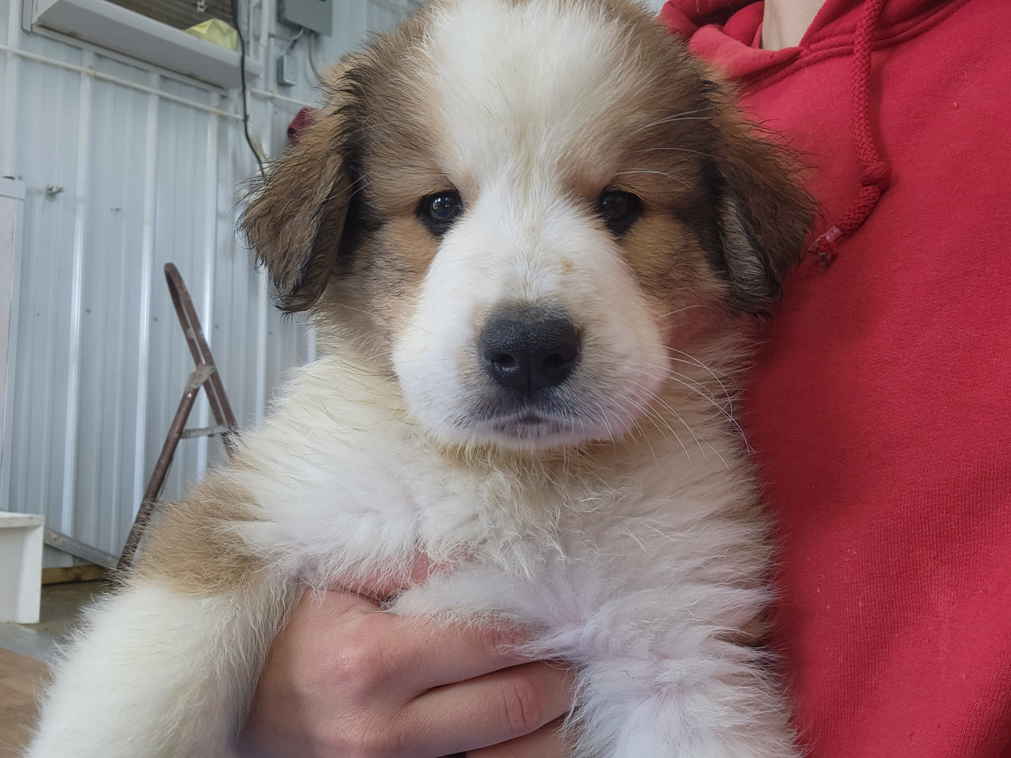 Great Bernese Puppy Stoick