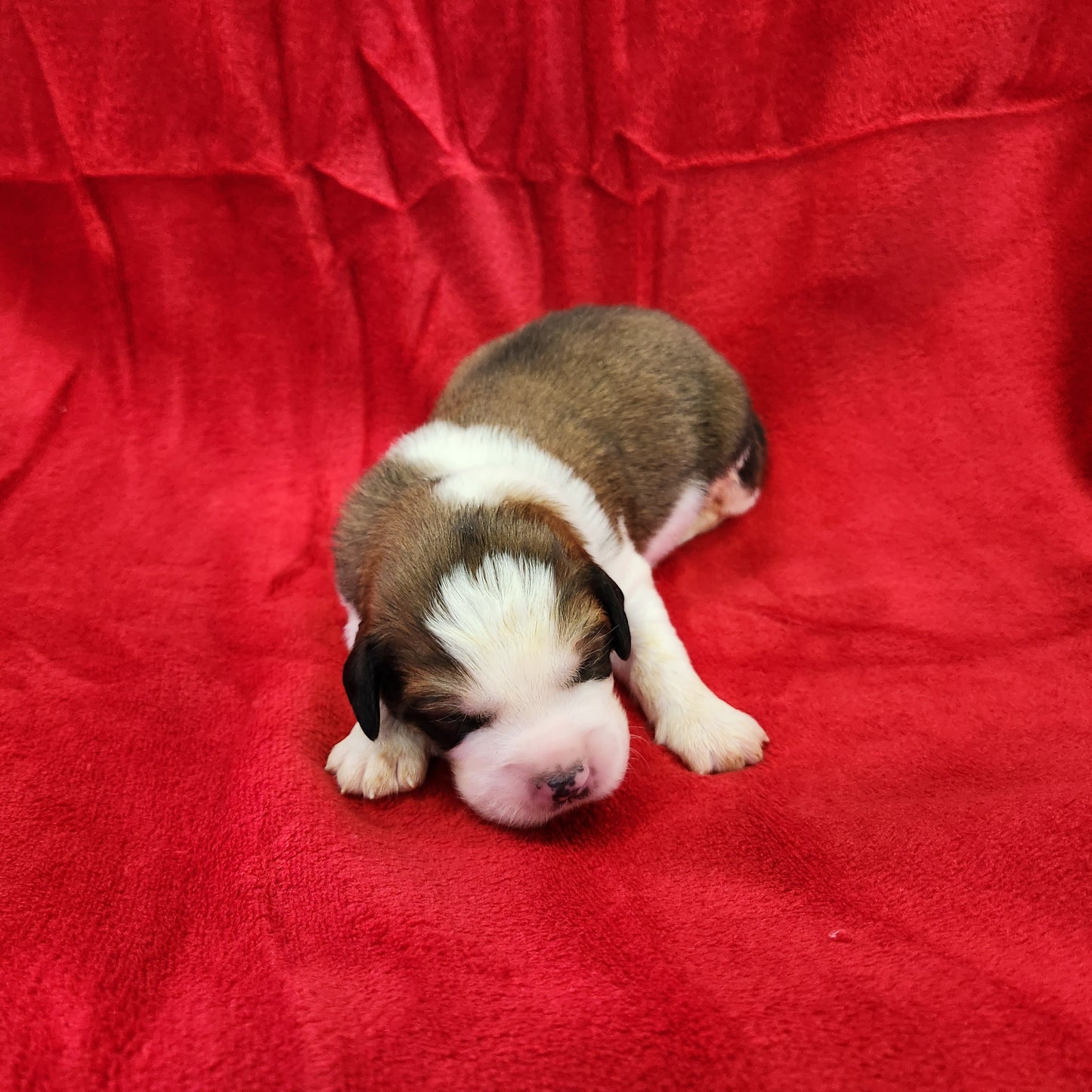 Mario Male Great Bernese Puppy