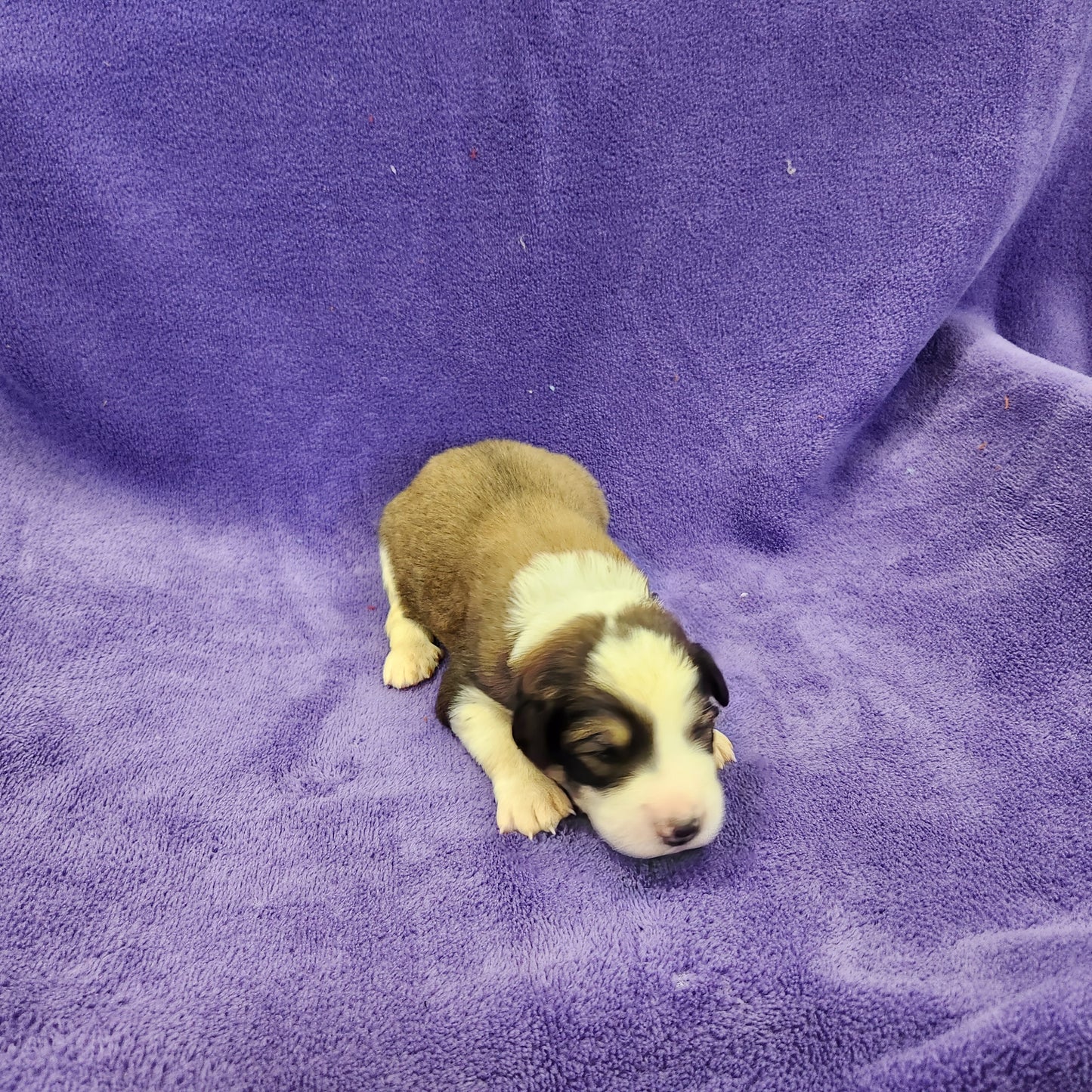 Princess Daisy Female Great Bernese Puppy