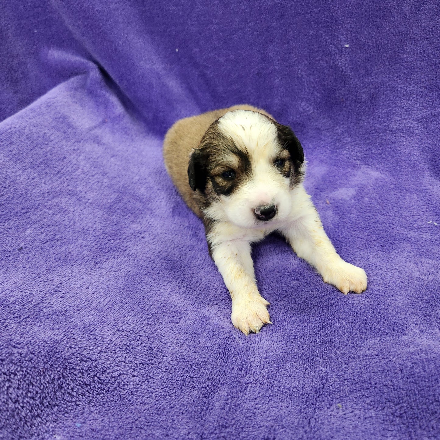 Princess Daisy Female Great Bernese Puppy week 2