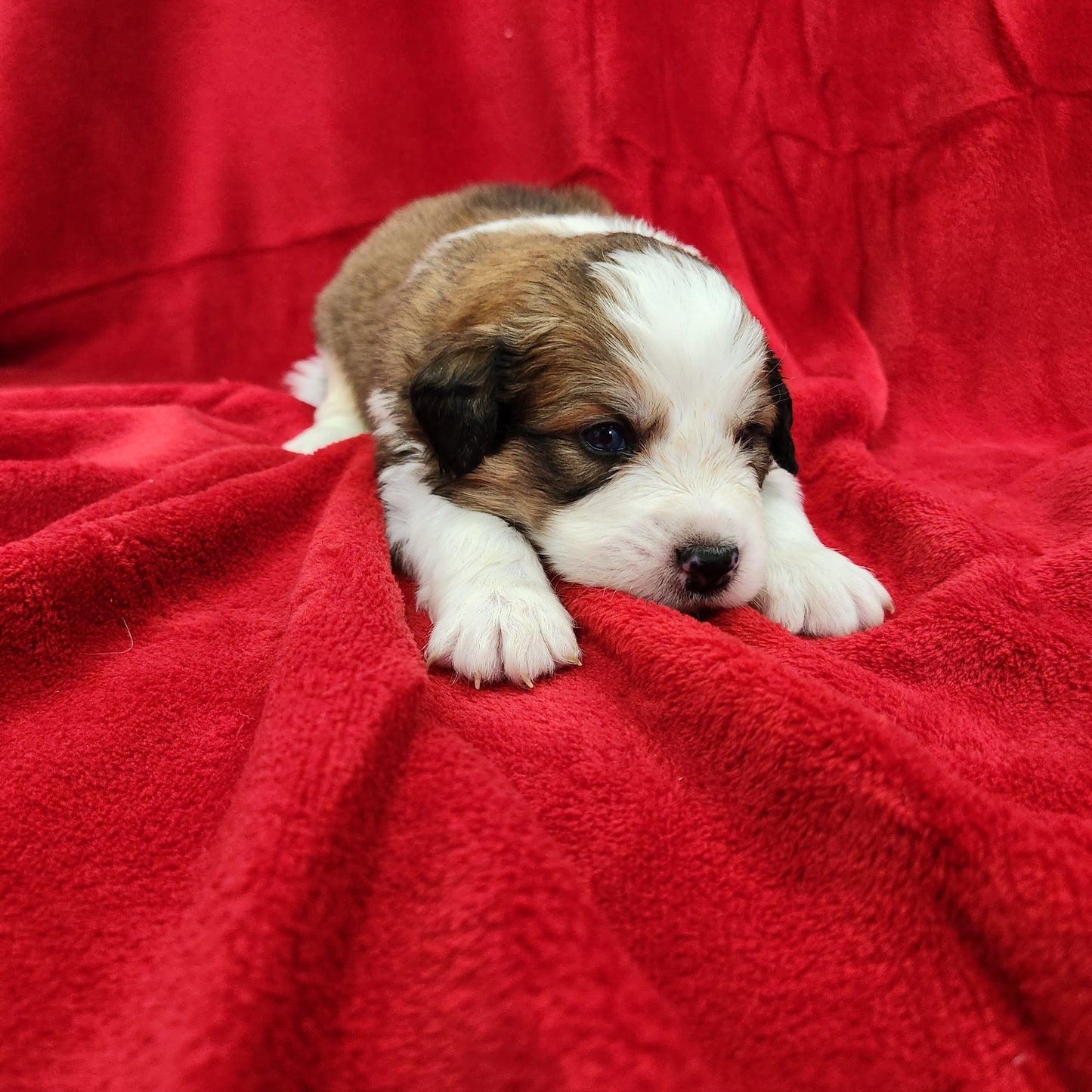 Mario Male Great Bernese Puppy