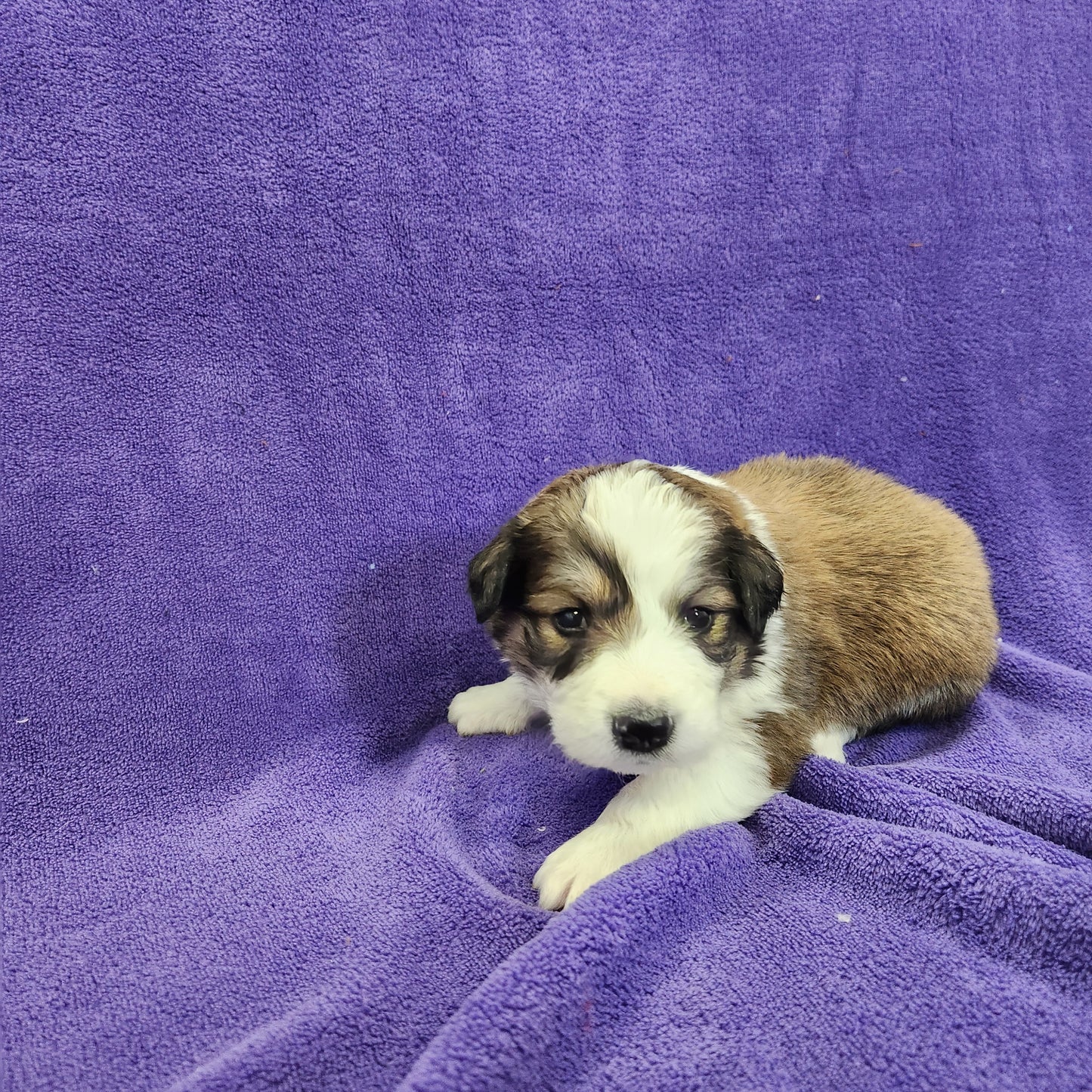 Princess Daisy Female Great Bernese Puppy