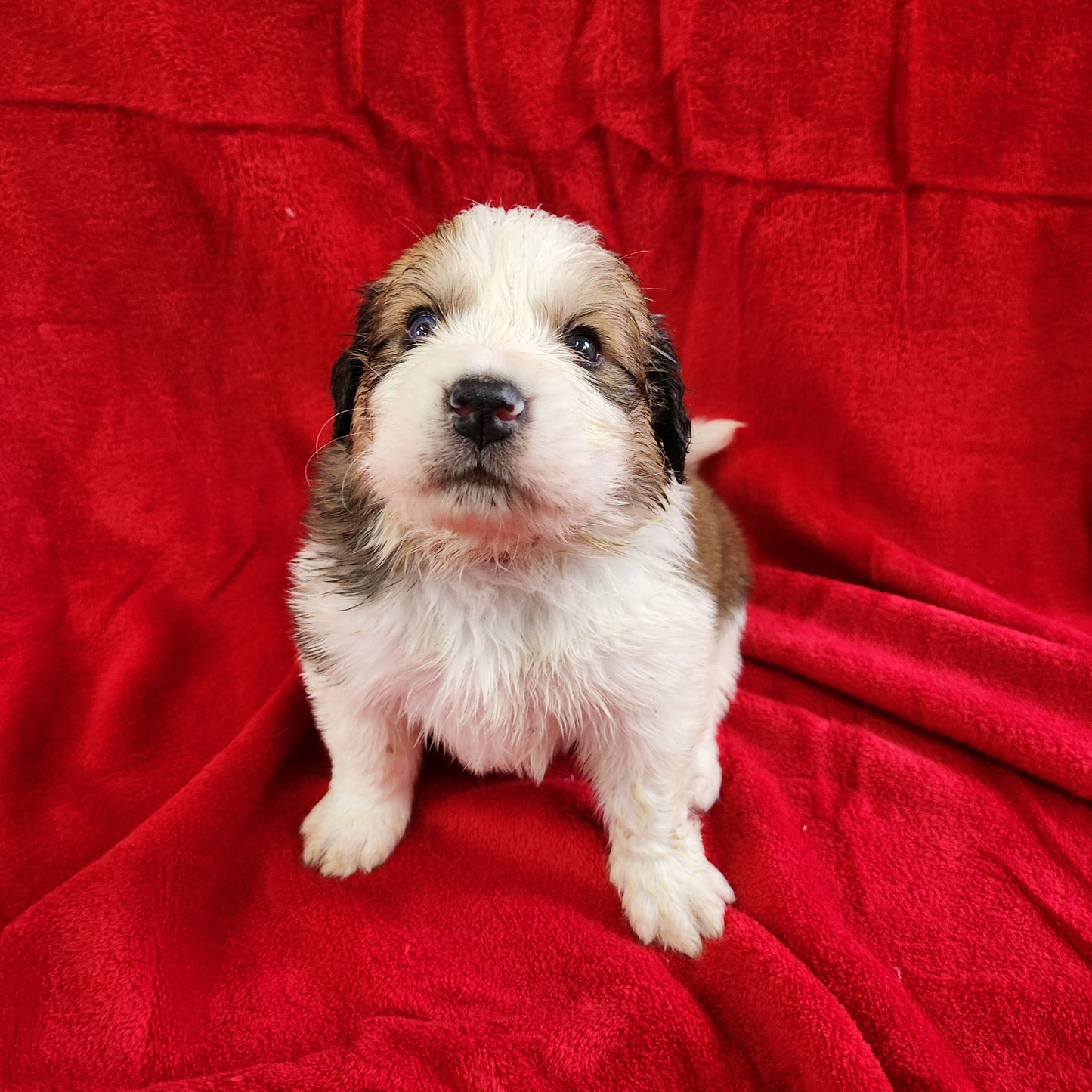 Mario Male Great Bernese Puppy