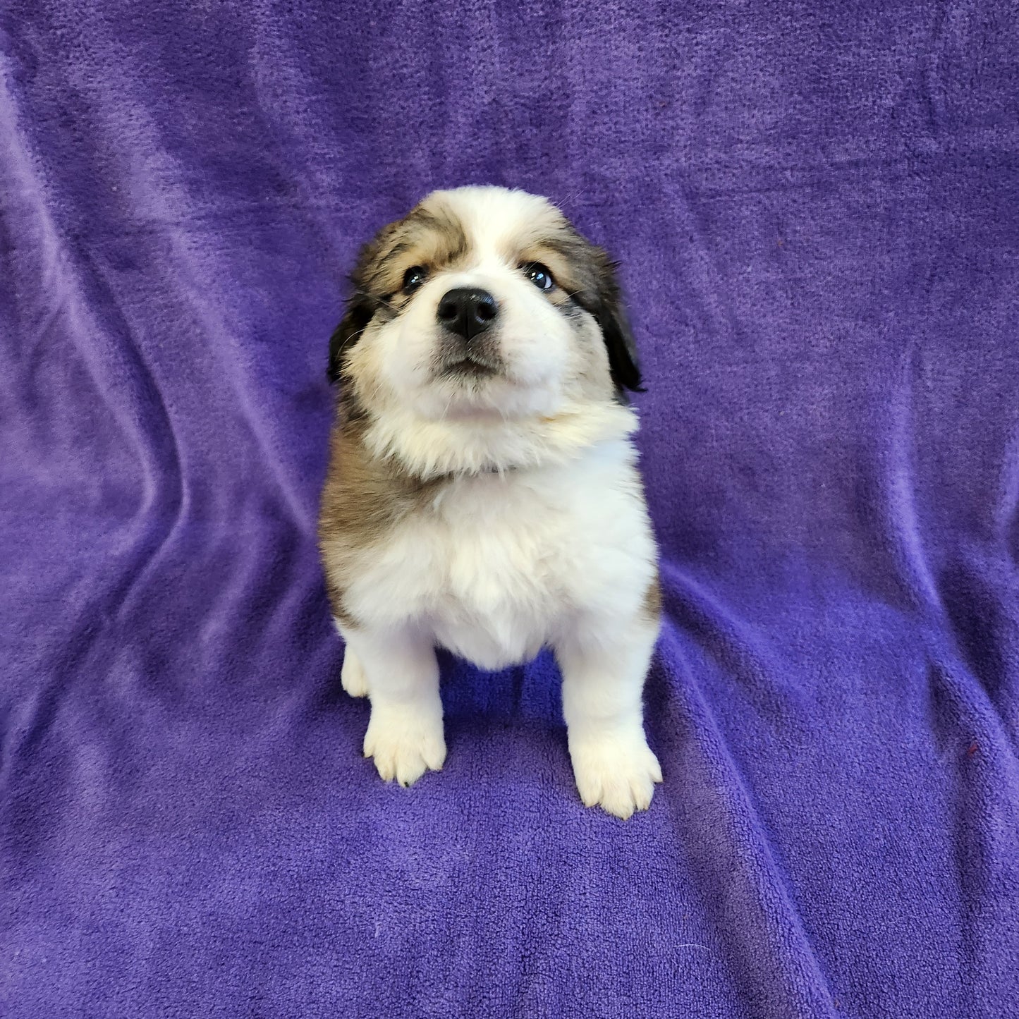 Princess Daisy Female Great Bernese Puppy