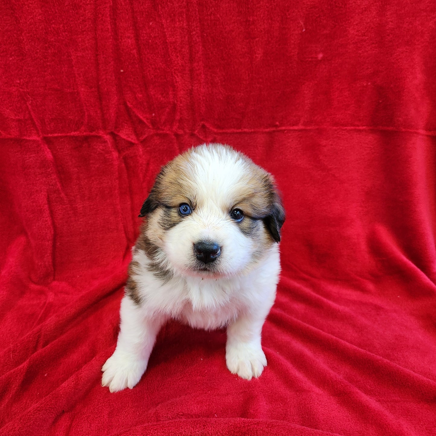 Mario Male Great Bernese Puppy