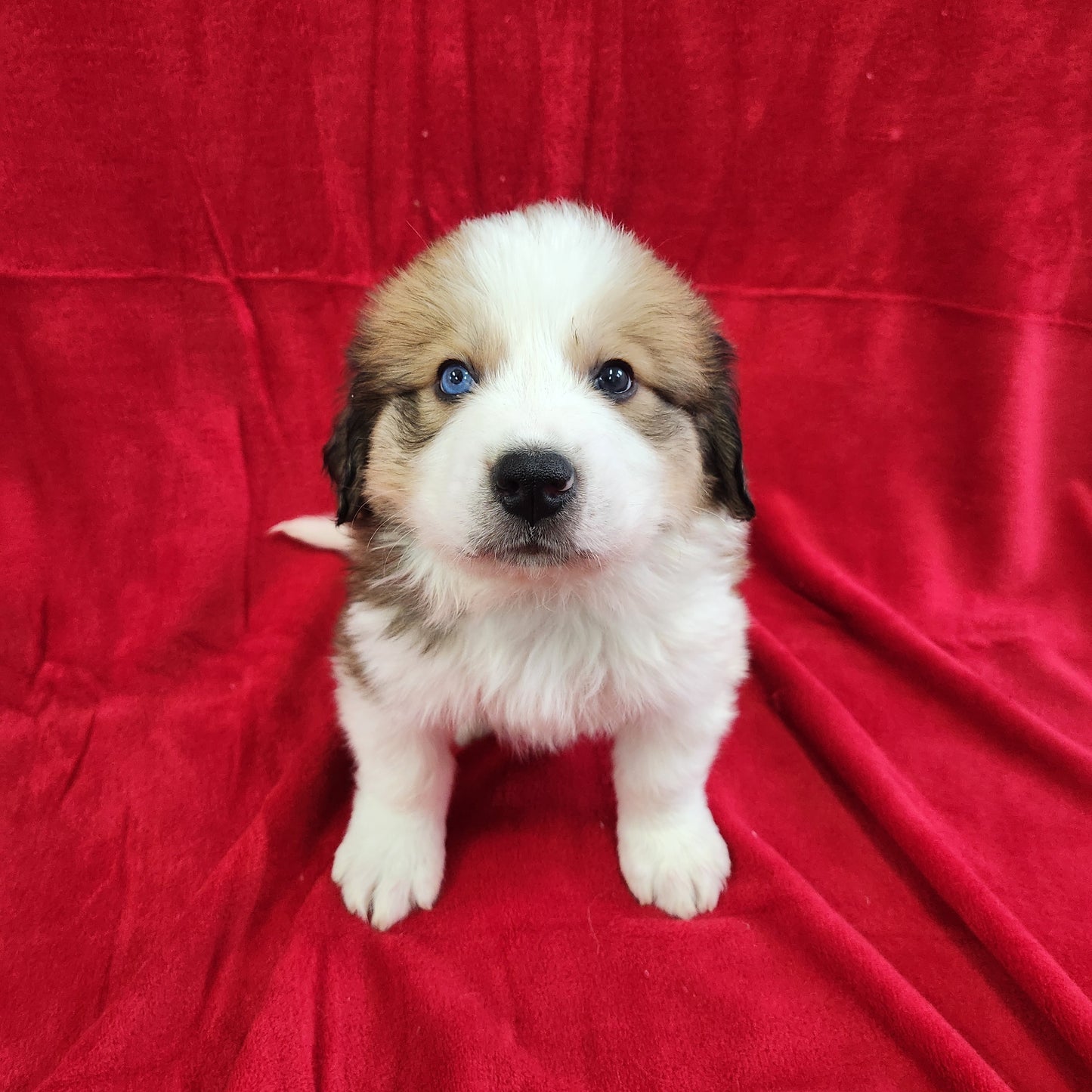 Mario Male Great Bernese Puppy