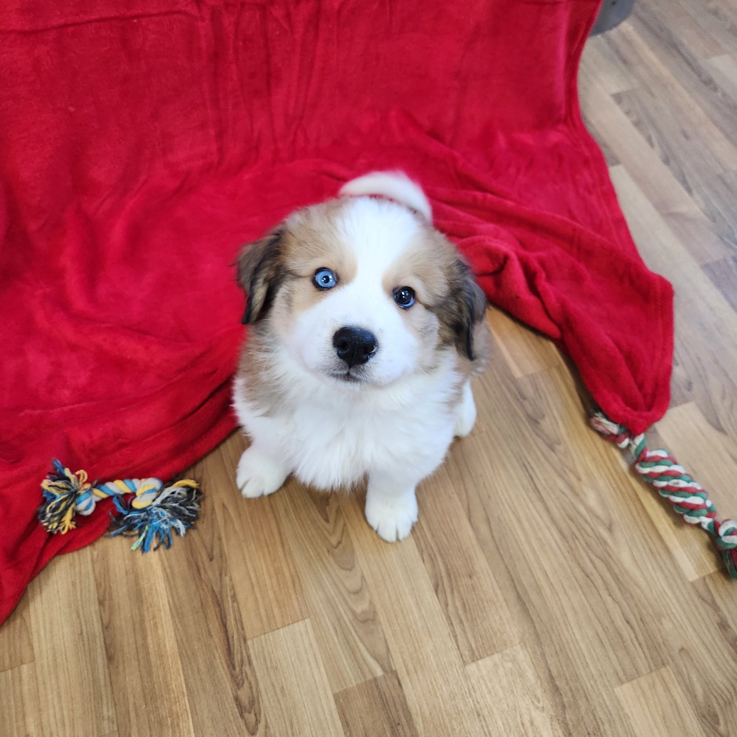 Mario Male Great Bernese Puppy