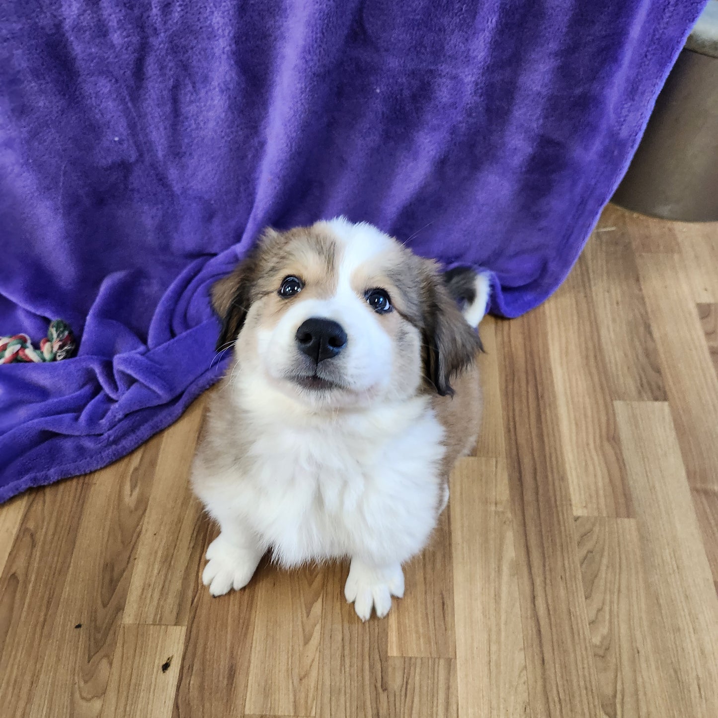 Princess Daisy Female Great Bernese Puppy