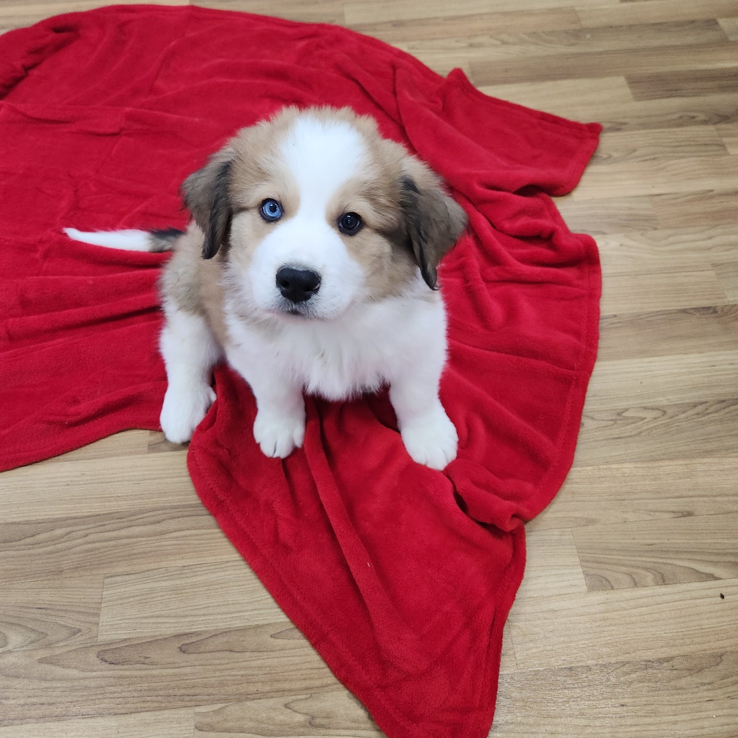 Mario Male Great Bernese Puppy