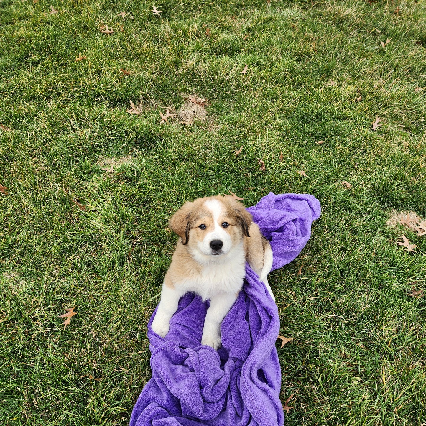 Princess Daisy Female Great Bernese Puppy