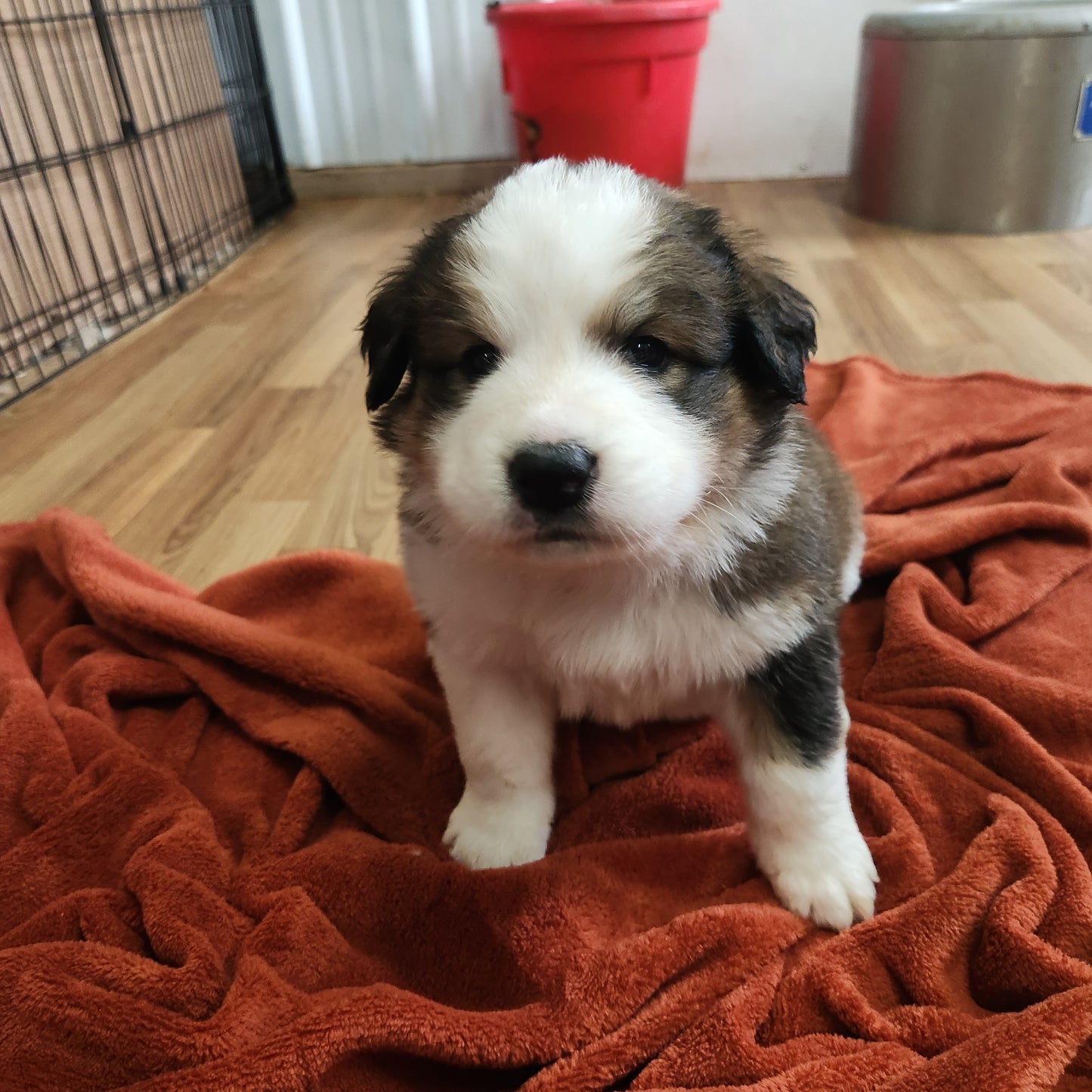 Narnia Female Great Bernese Puppy