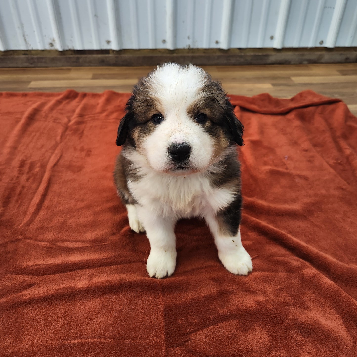 Narnia Female Great Bernese Puppy