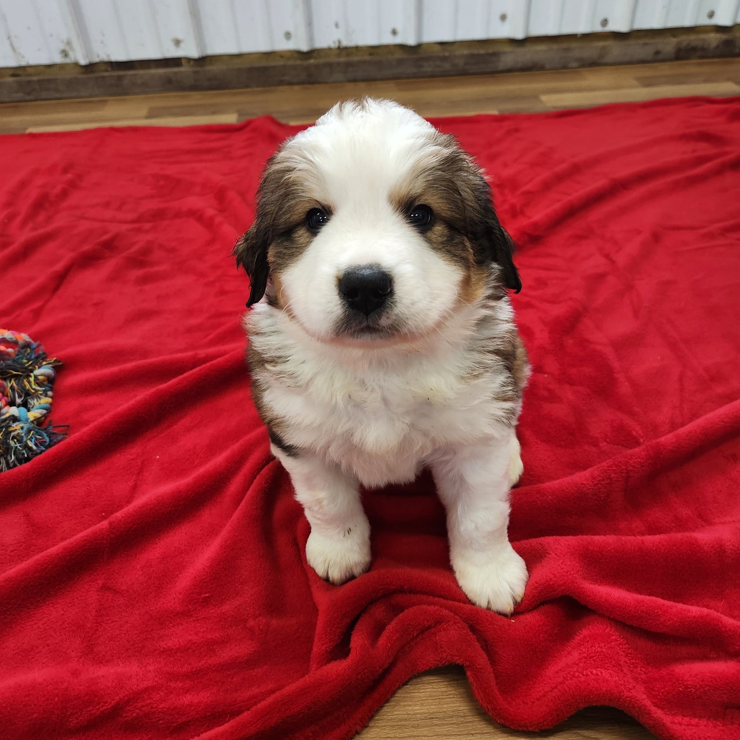 Aslan Male Great Bernese Puppy