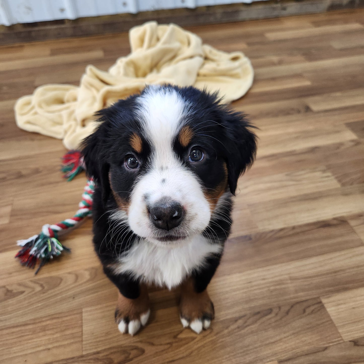 Michelle Female Bernese Mountain Dog Puppy
