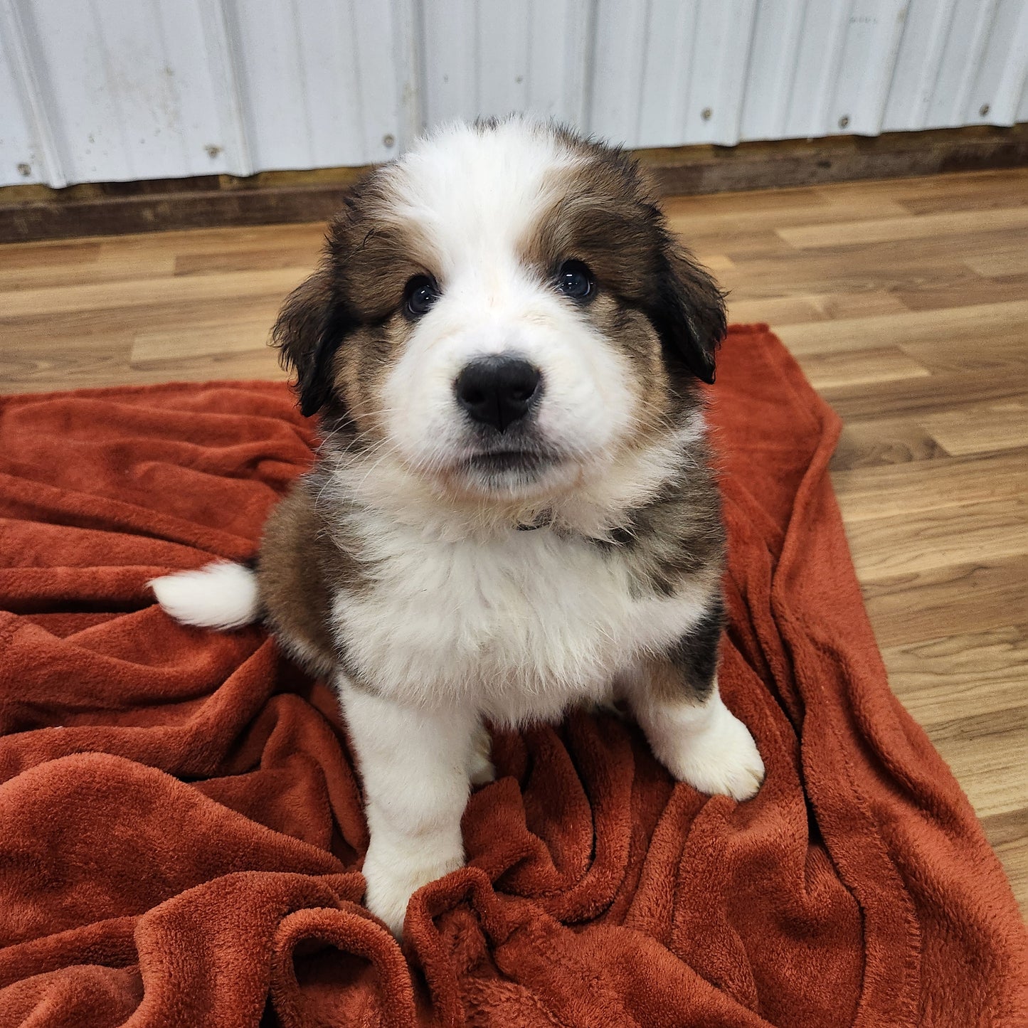 Narnia Female Great Bernese Puppy