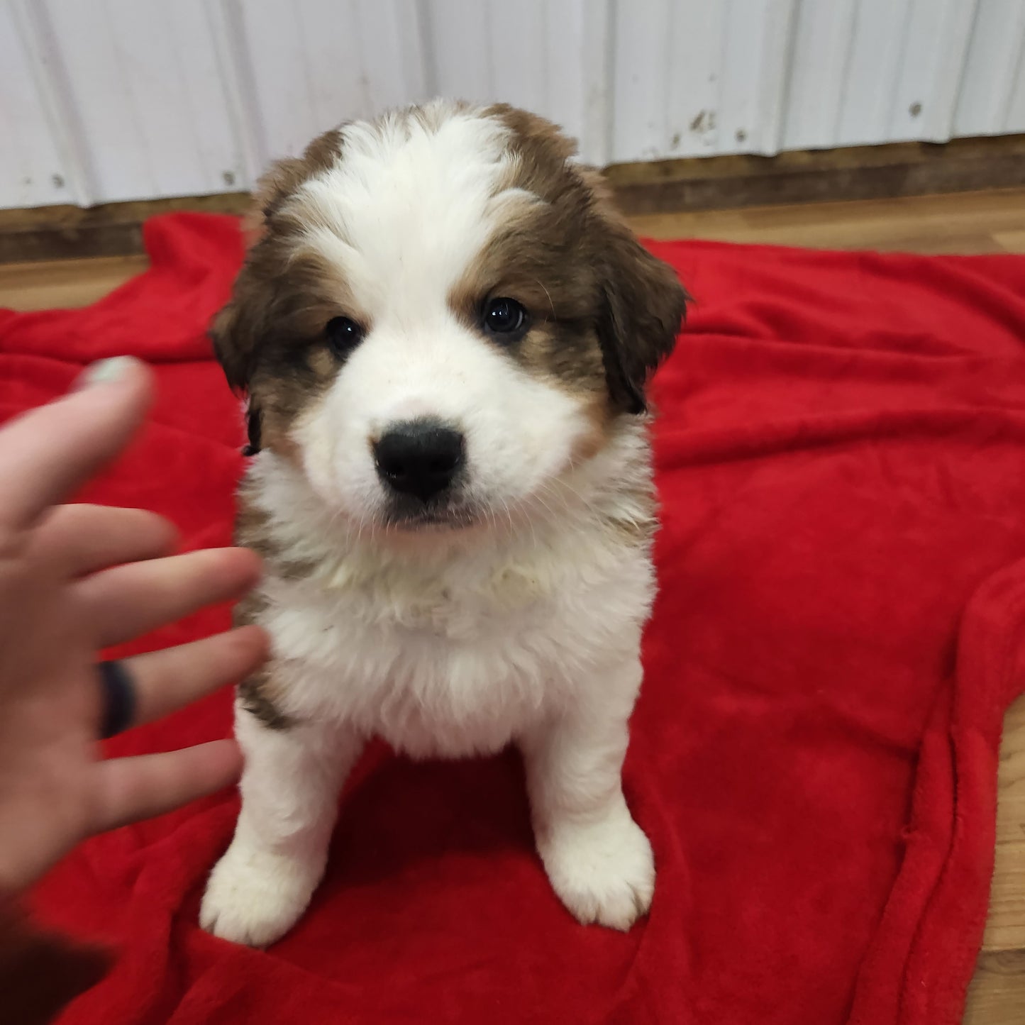 Aslan Male Great Bernese Puppy