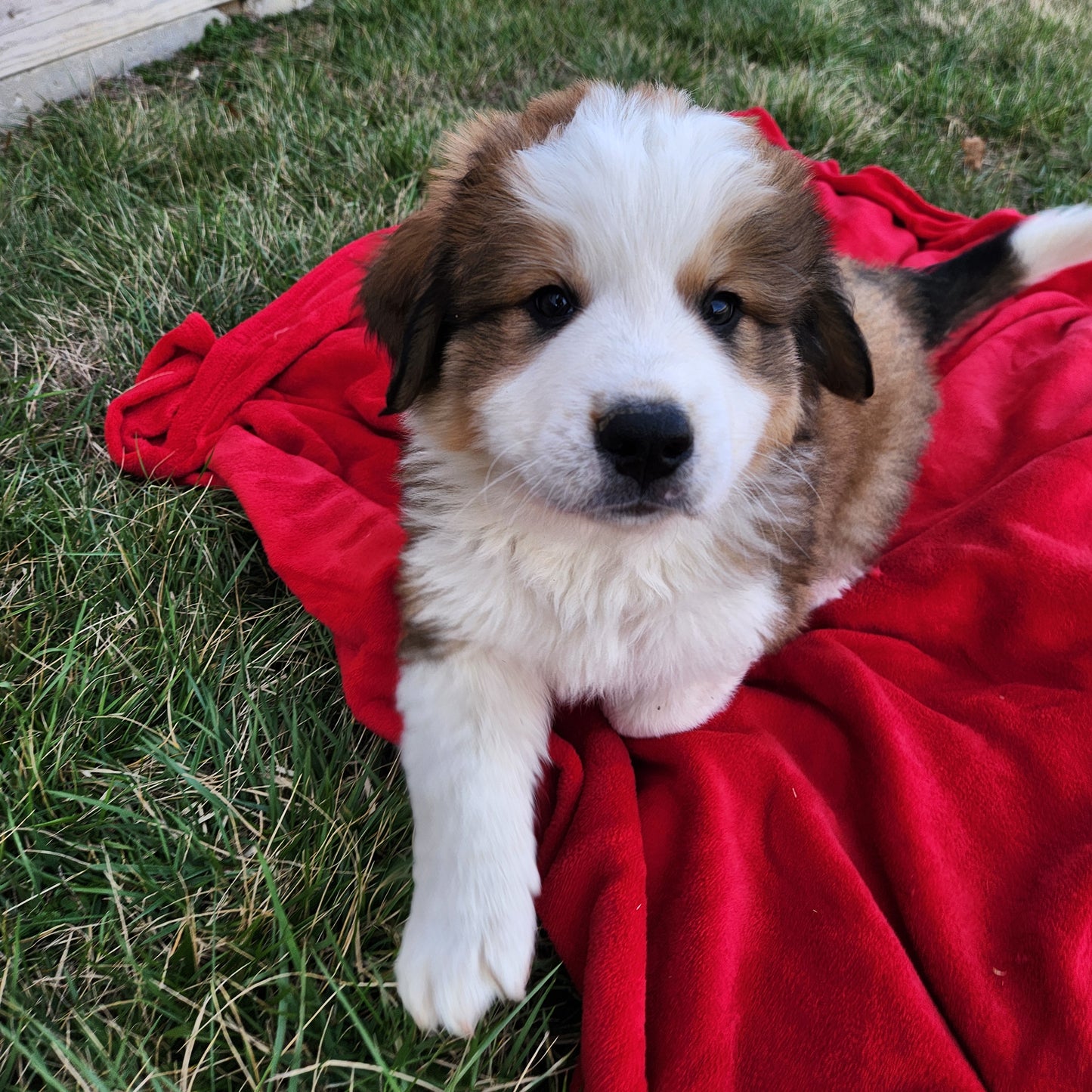 Aslan Male Great Bernese Puppy