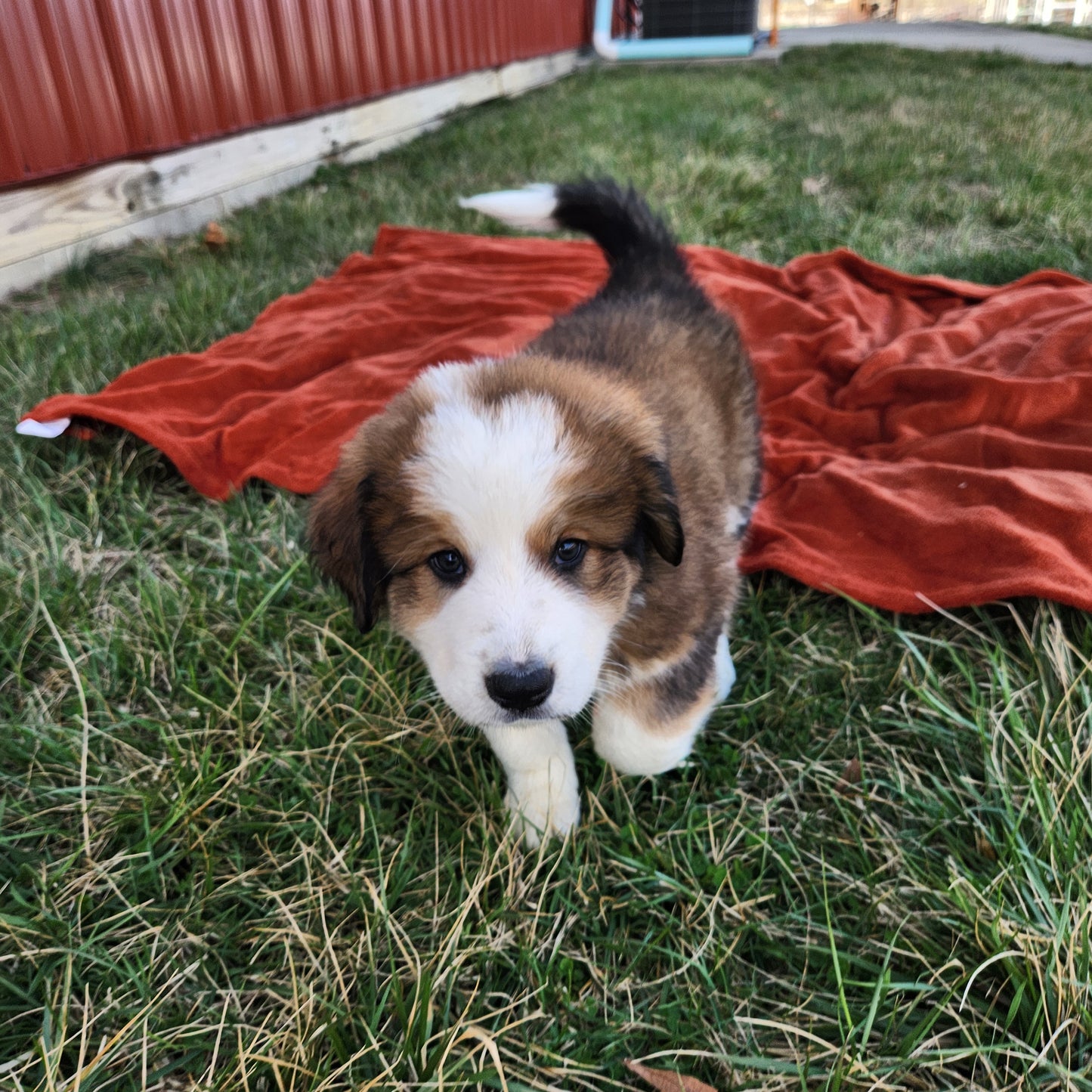 Narnia Female Great Bernese Puppy
