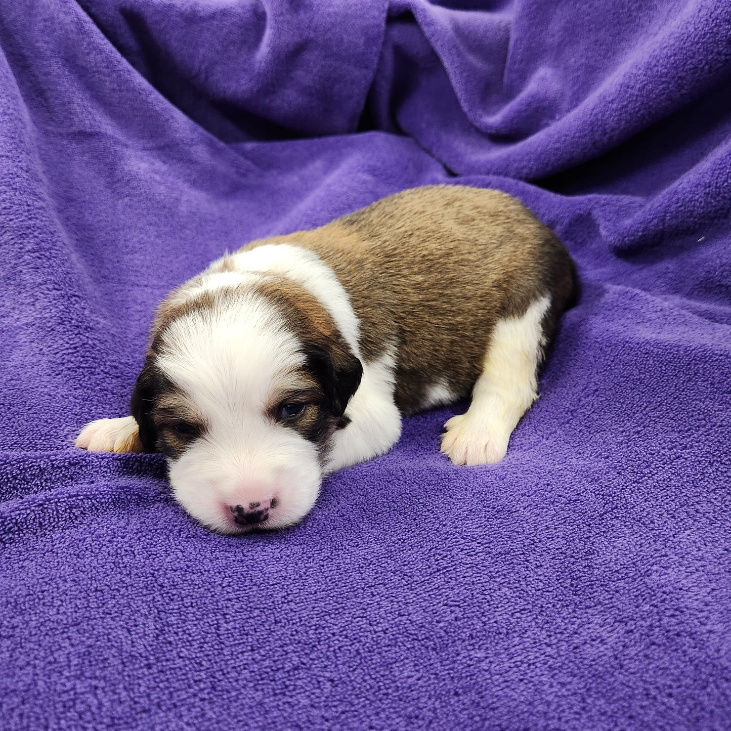 Anne female Great Bernese puppy