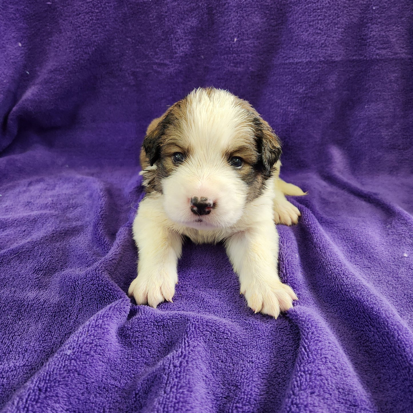 Anne female Great Bernese puppy
