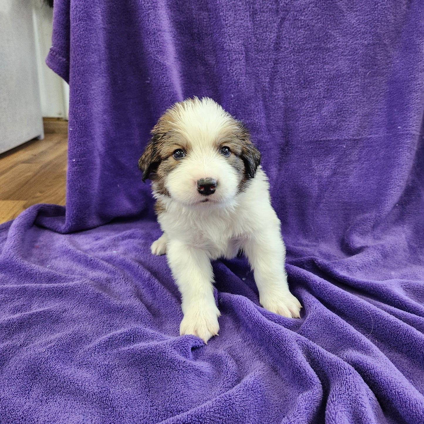 Great Bernese Female Anne