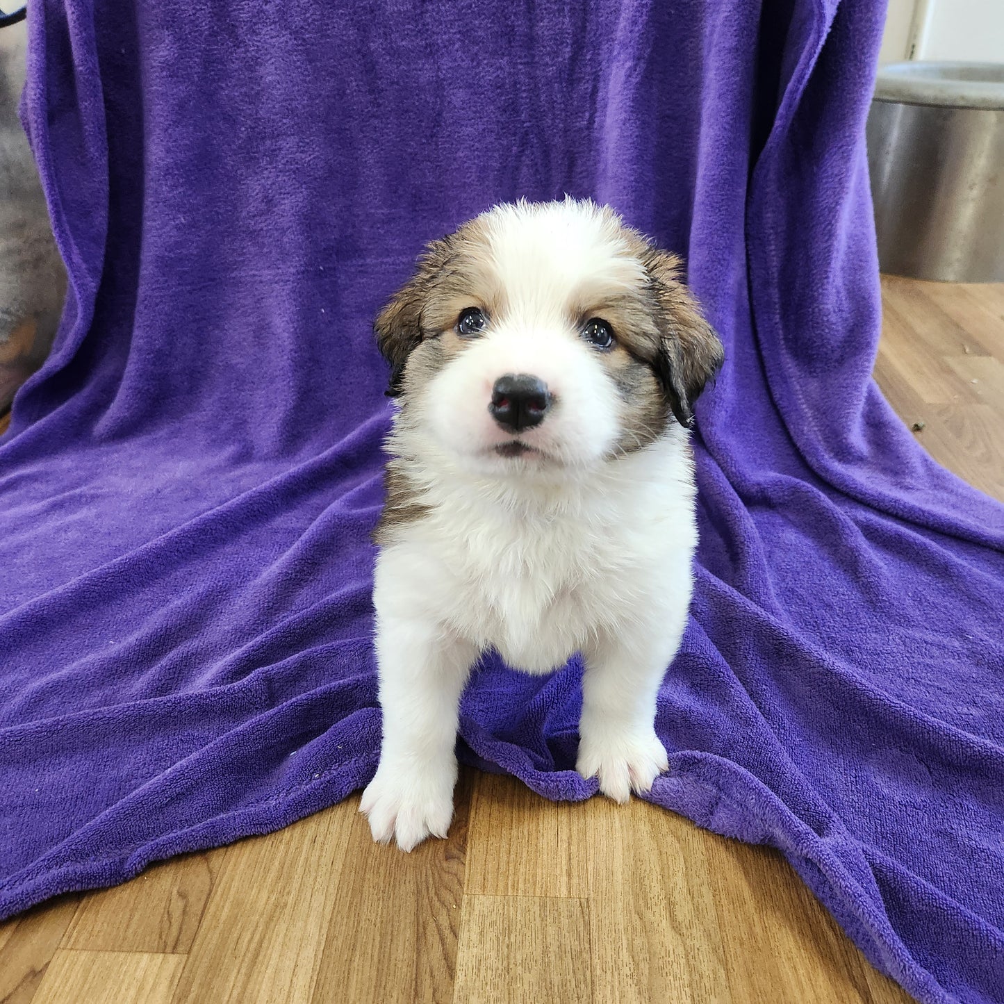 Great Bernese Female Anne