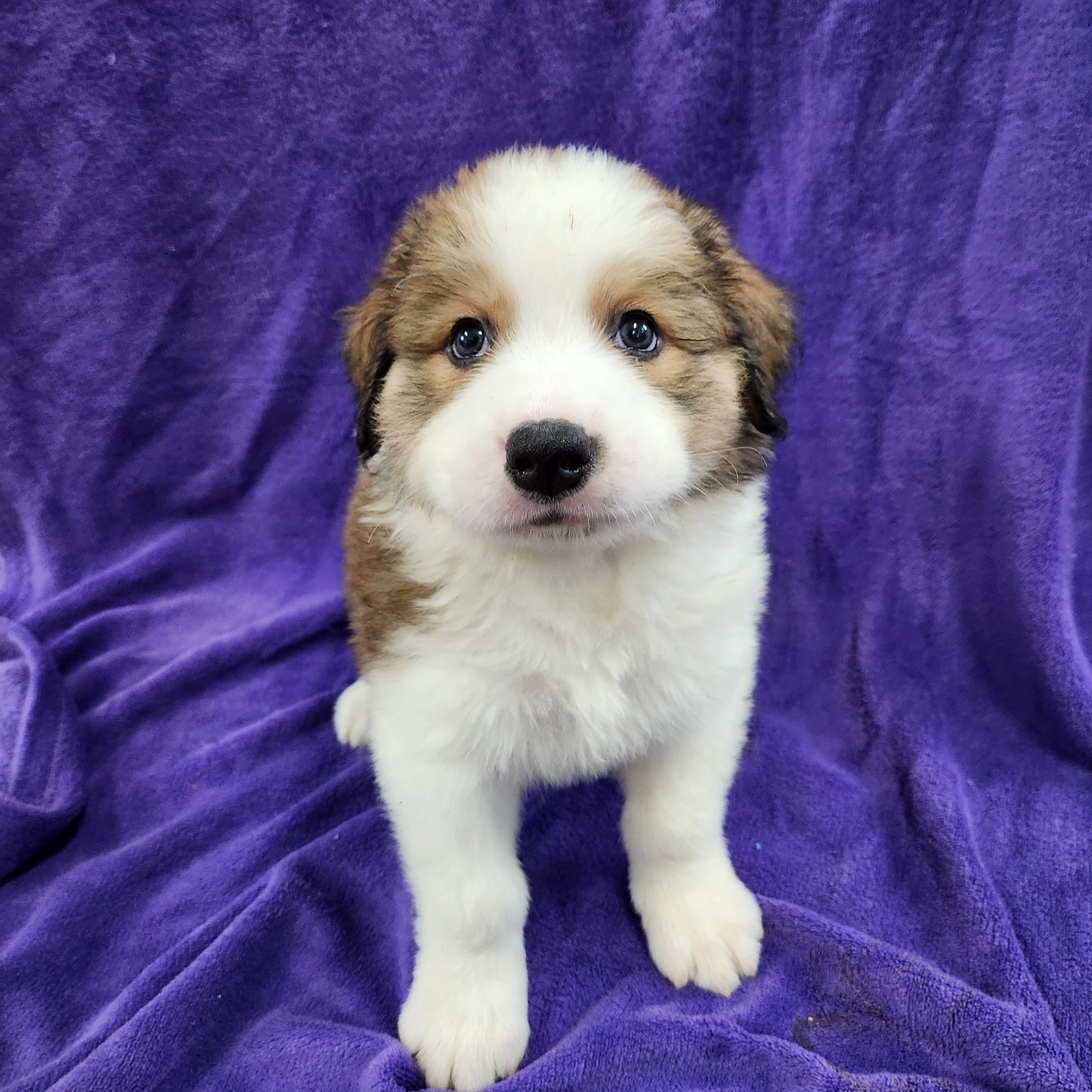 Great Bernese Female Anne