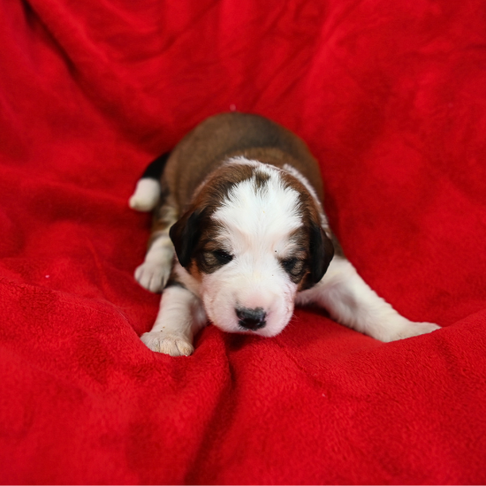 Great Bernese Puppy Aslan