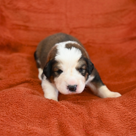 Great Bernese Puppy Narnia