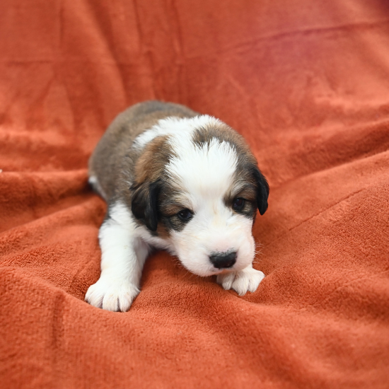 Great Bernese puppy - Narnia