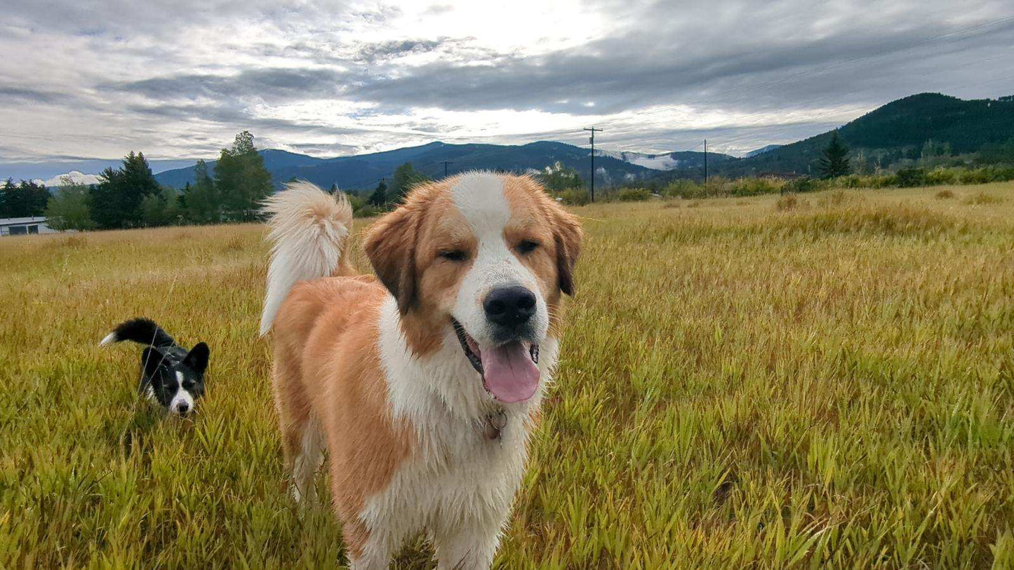 Queen (Sold) Female Great Bernese Puppy