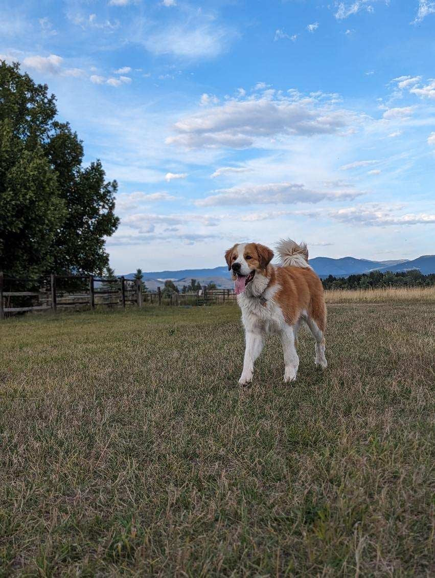 Queen (Sold) Female Great Bernese Puppy