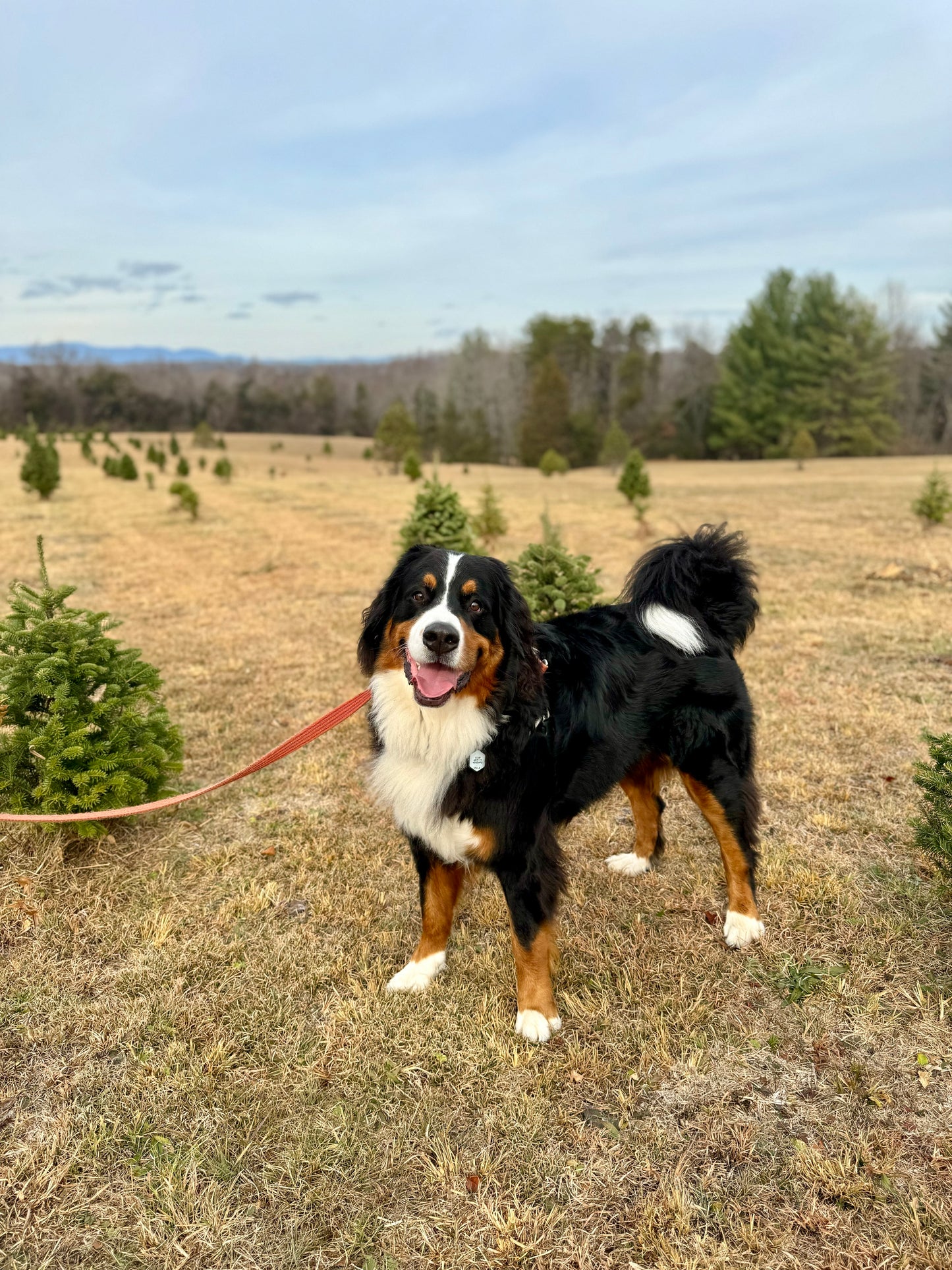 Arthur (Sold) Male Bernese Mountain Dog Puppy