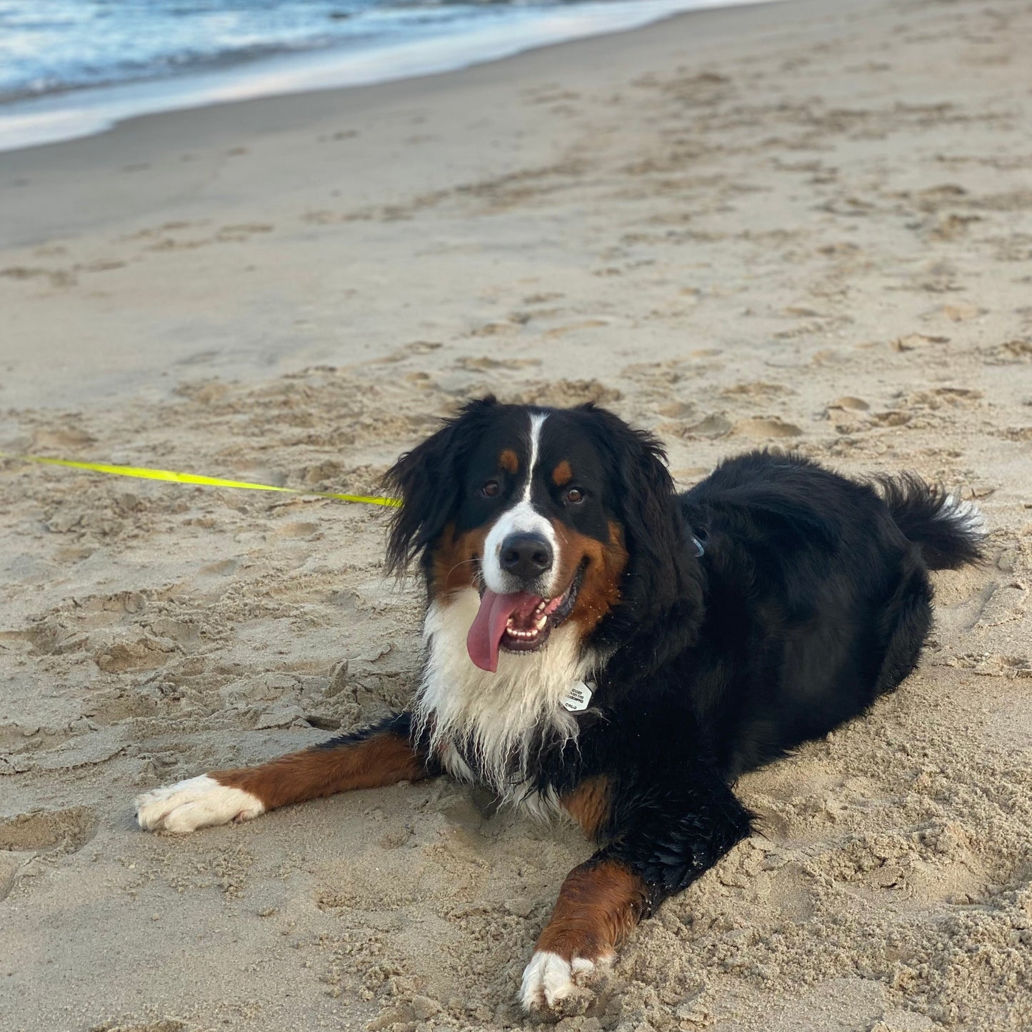Arthur (Sold) Male Bernese Mountain Dog Puppy