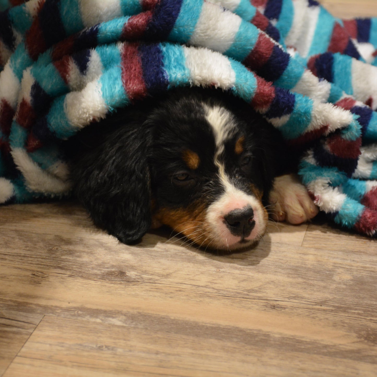 Beckett Female Bernese Mountain Dog