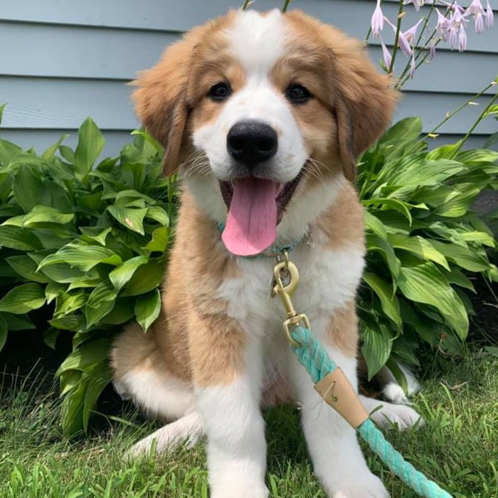 Monica (Sold) Female Great Bernese Puppy