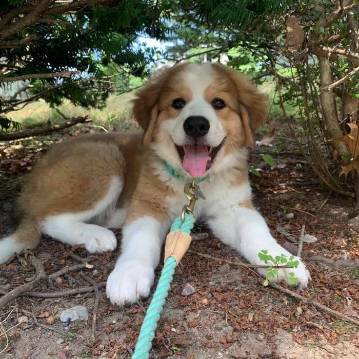 Monica (Sold) Female Great Bernese Puppy