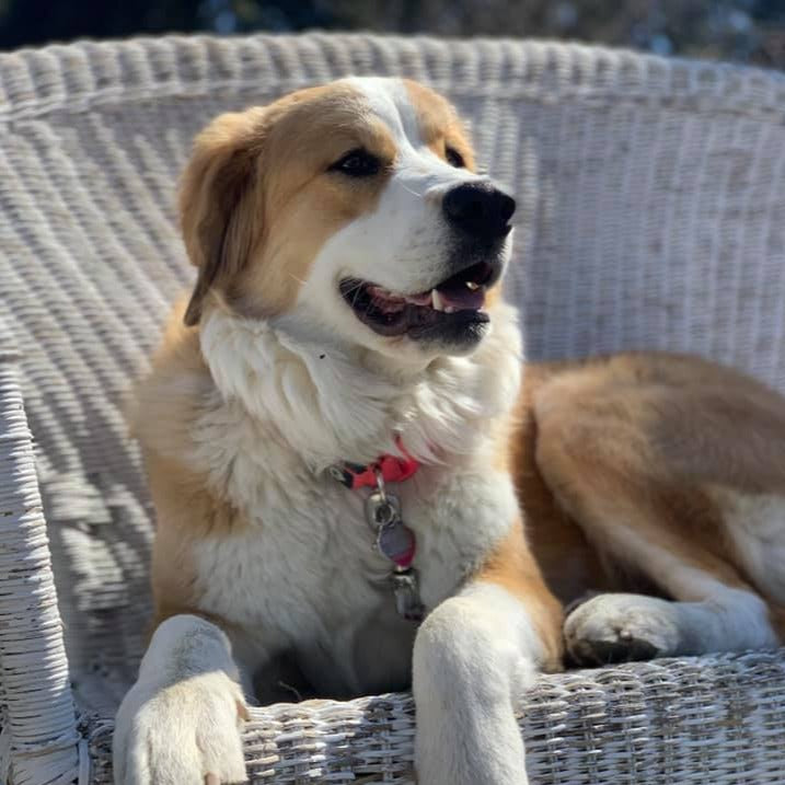 Monica (Sold) Female Great Bernese Puppy