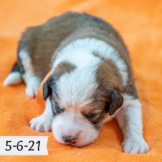 Queen (Sold) Female Great Bernese Puppy