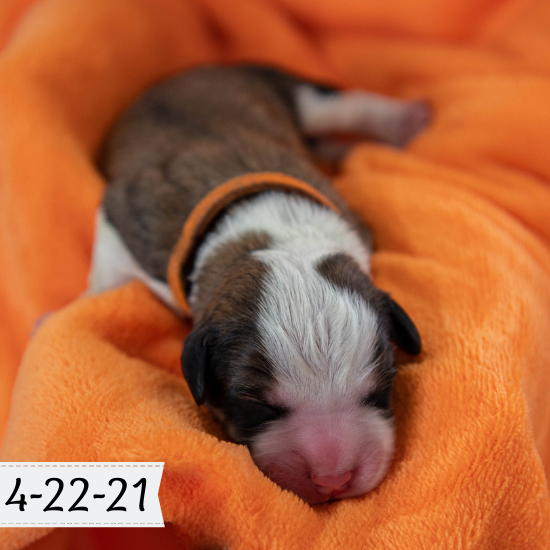 Queen (Sold) Female Great Bernese Puppy