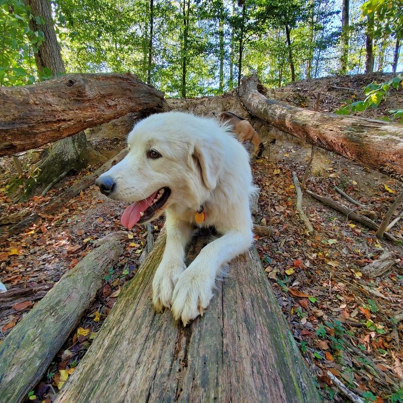 Lacey Female Great Pyrenees