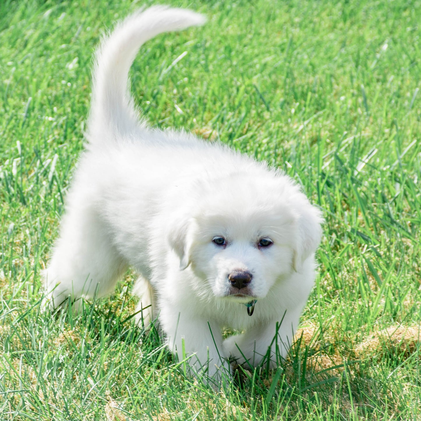 Summer Female Great Pyrenees