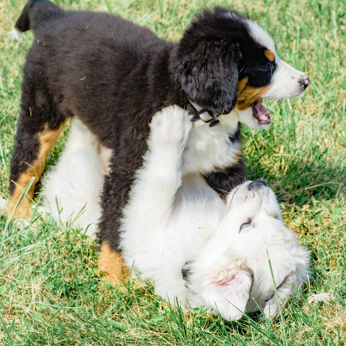 Caroline (Cara) Female Bernese Mountain Dog
