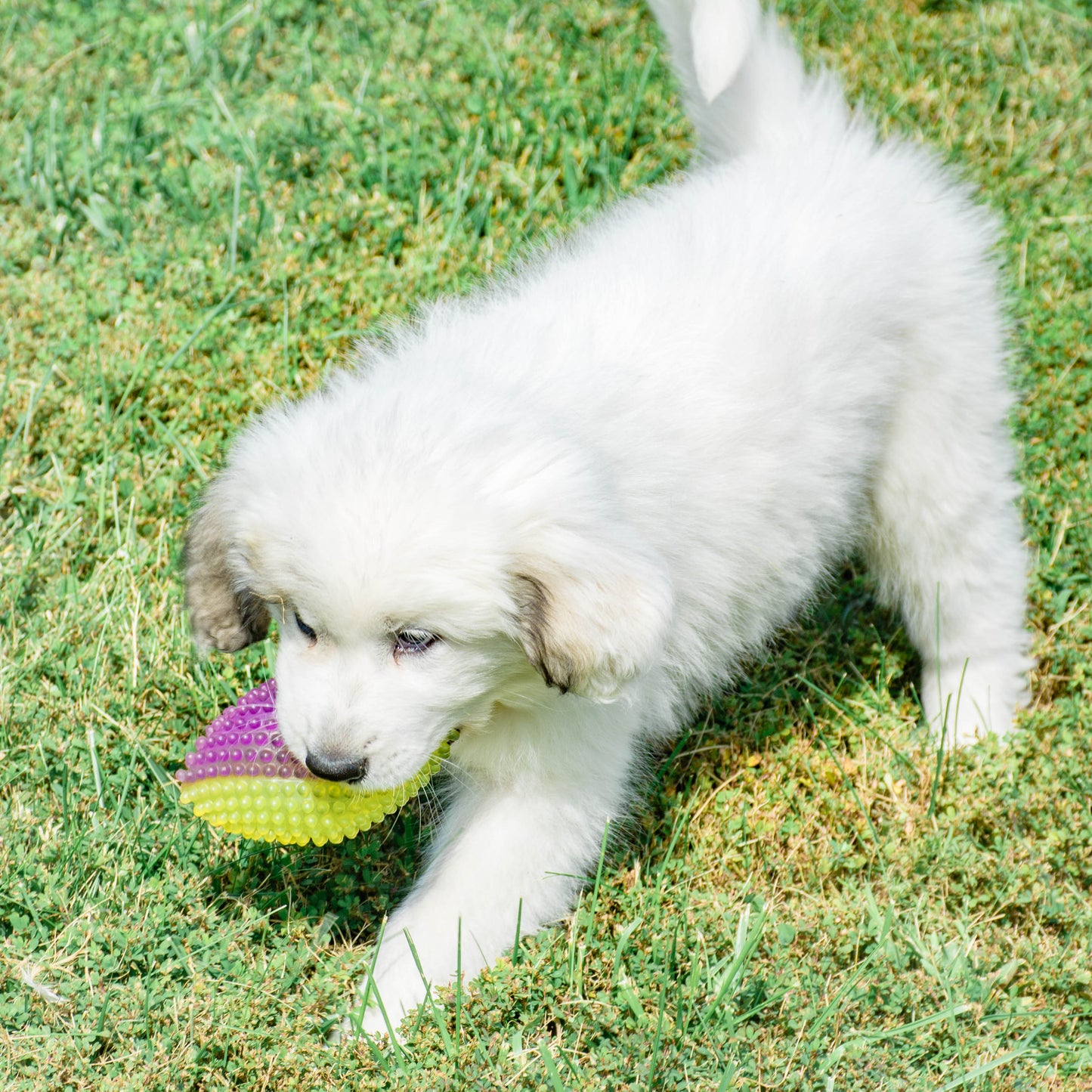 CJ Female Great Pyrenees
