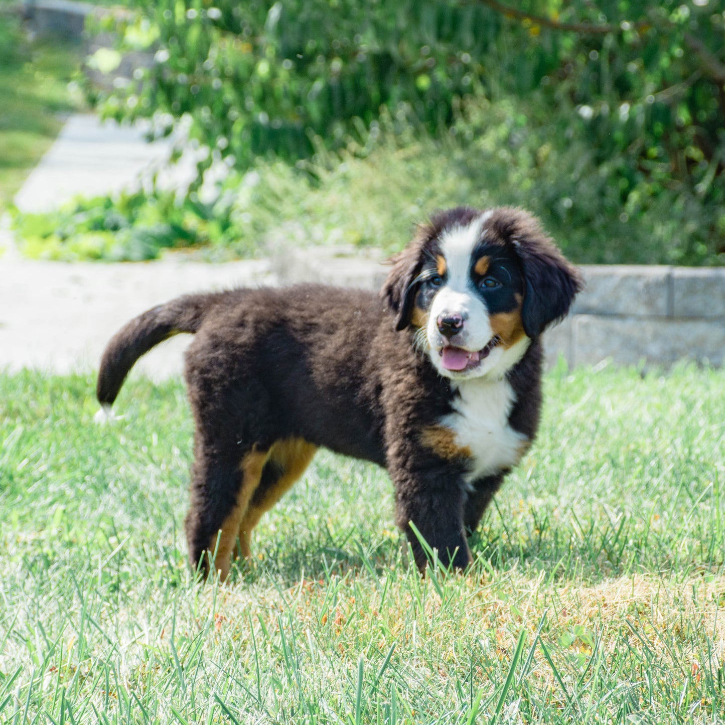 Caroline (Cara) Female Bernese Mountain Dog