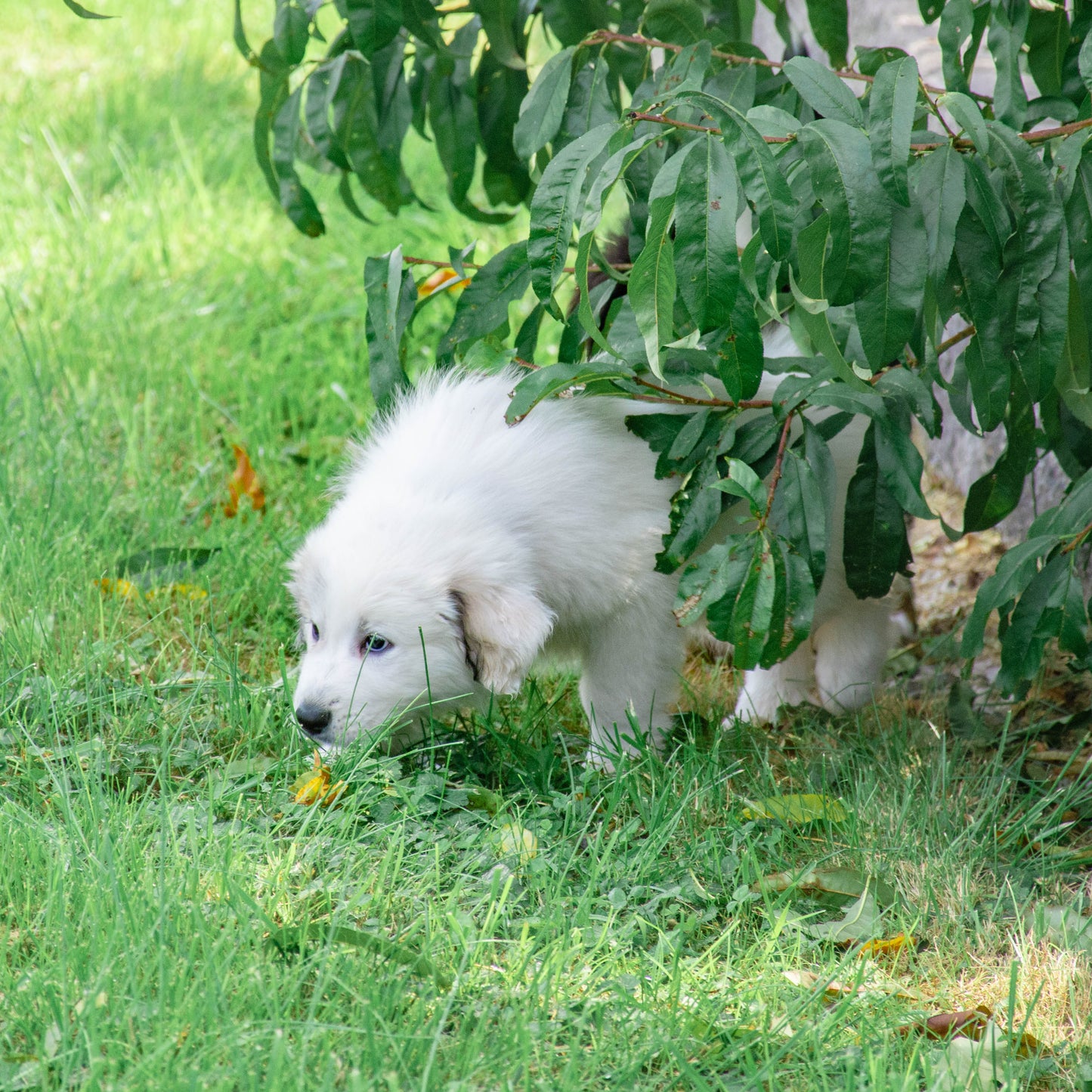 CJ Female Great Pyrenees