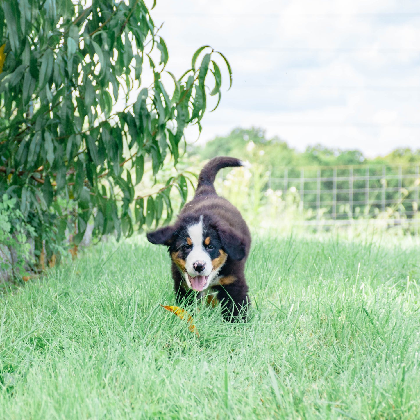 Caroline (Cara) Female Bernese Mountain Dog