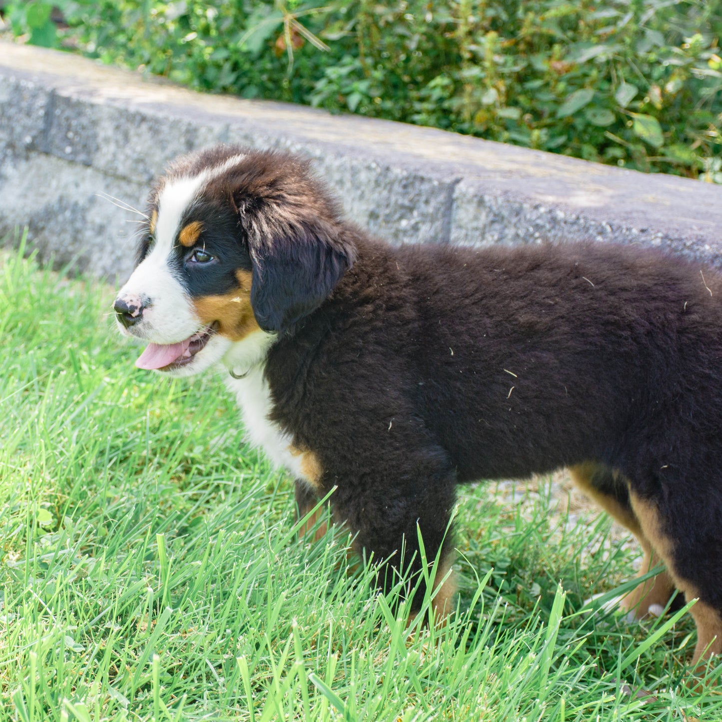 Caroline (Cara) Female Bernese Mountain Dog