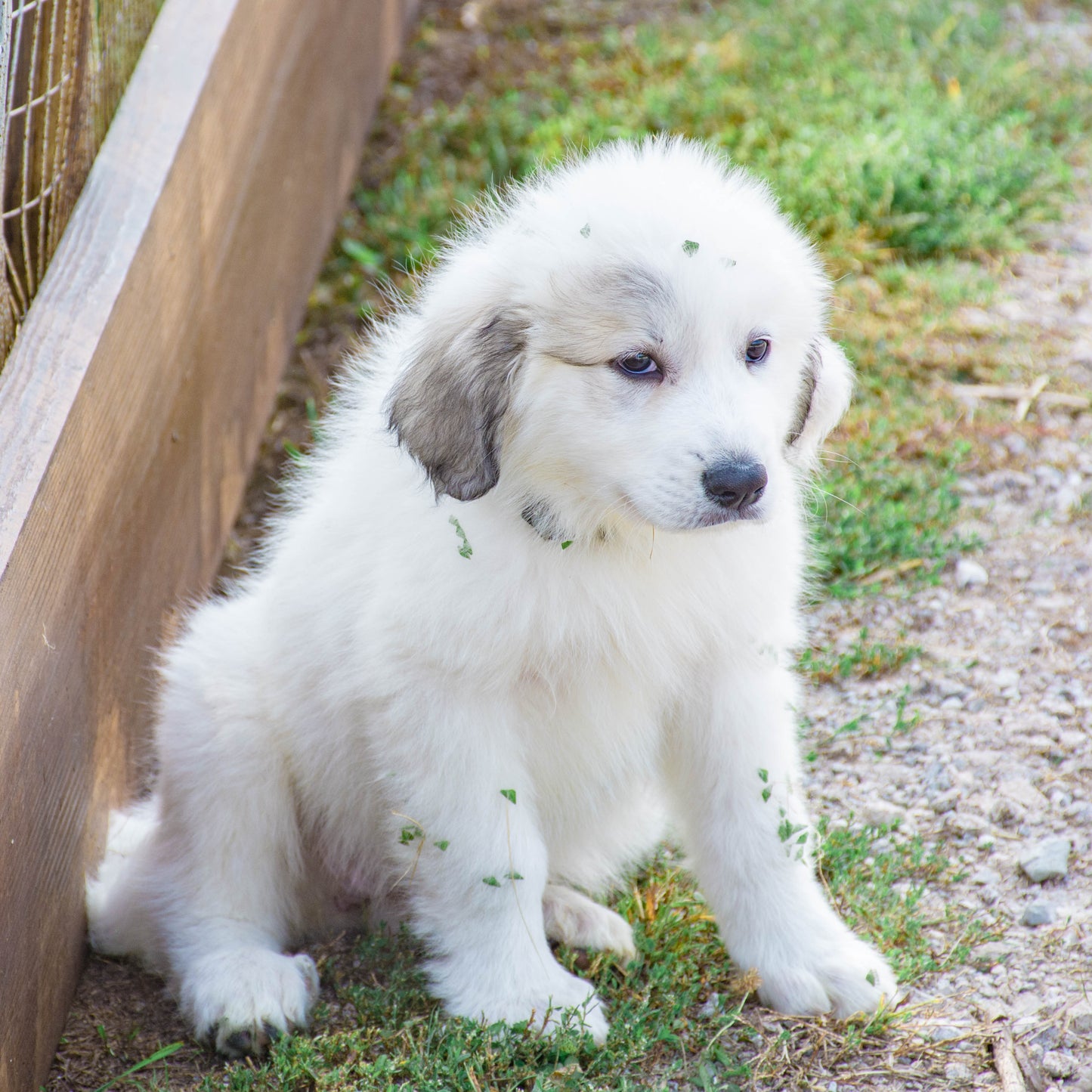 CJ Female Great Pyrenees